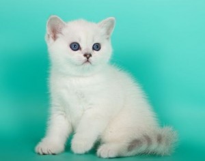 Затушеванный Колор-пойнт Окрас Британских Кошек: фото, стандарт окраса. Фото затушеванный поинт британских котят, кошек, котов. Серебристый и золотой затушеванный колор-пойнт британец: стандарт окраса. 